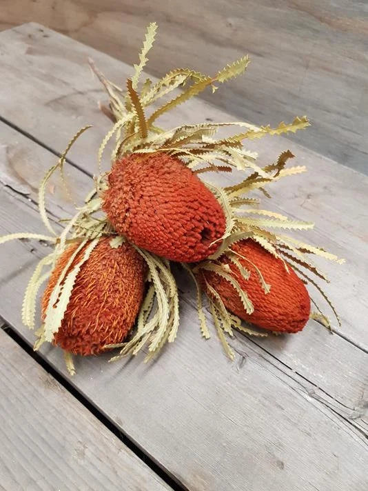 Banksia hot orange dried, australian exotic flower, home décoration