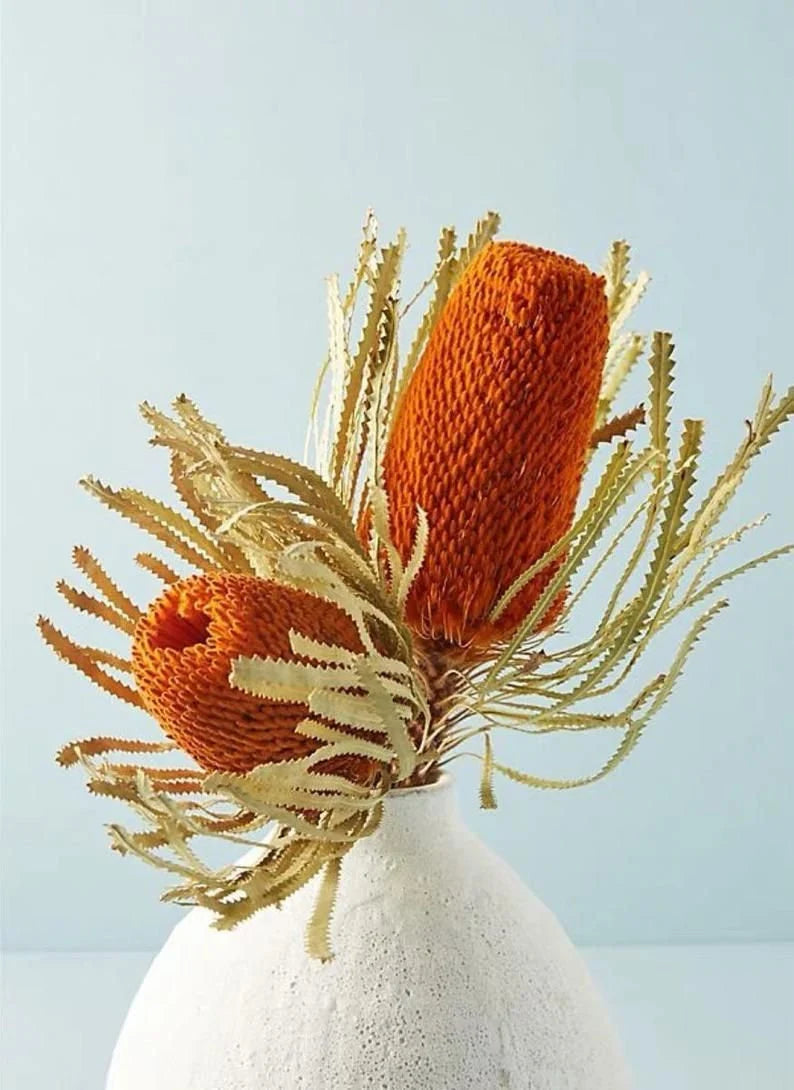 Banksia hot orange dried, australian exotic flower, home décoration