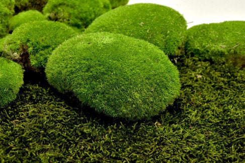 Preserved moss ball light green, moss art, wall moss, DYI tool, decoration interior