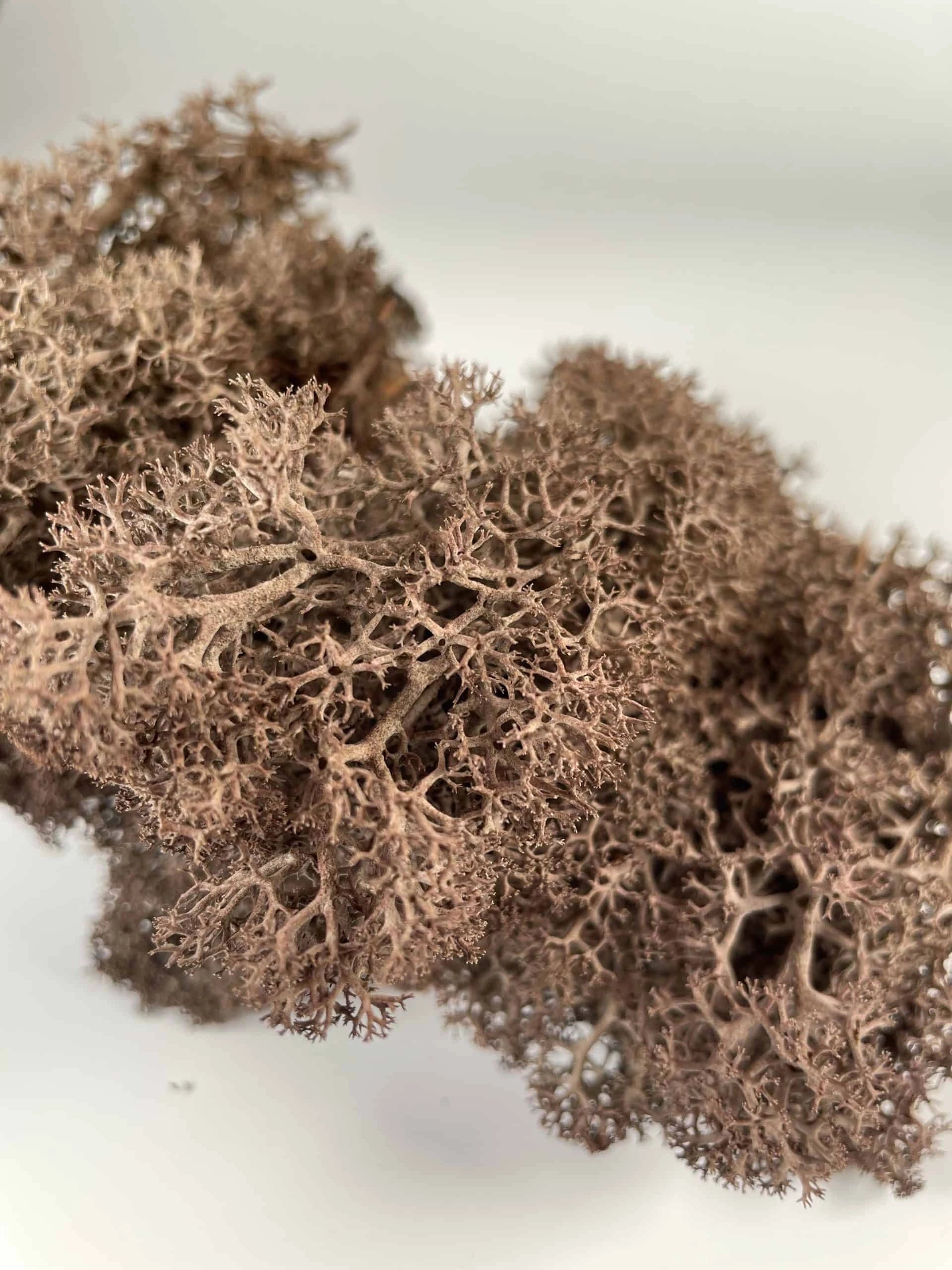 Preserved lichen reindeer moss brown color, brown lichen, wall moss DIY tool, wall decoration