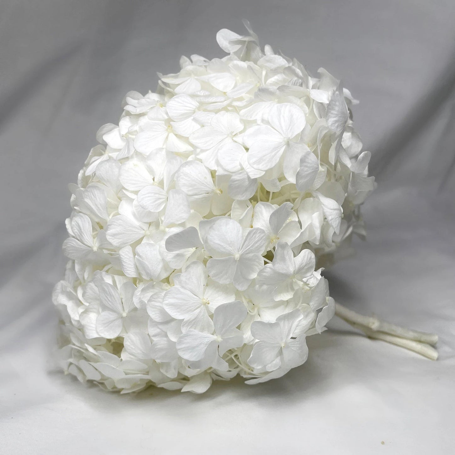 Premium quality - Big petal White Preserved hydrangea Verdissimo brand, bridal flower, Hortensia pure blanc, jewellery resin DIY tool