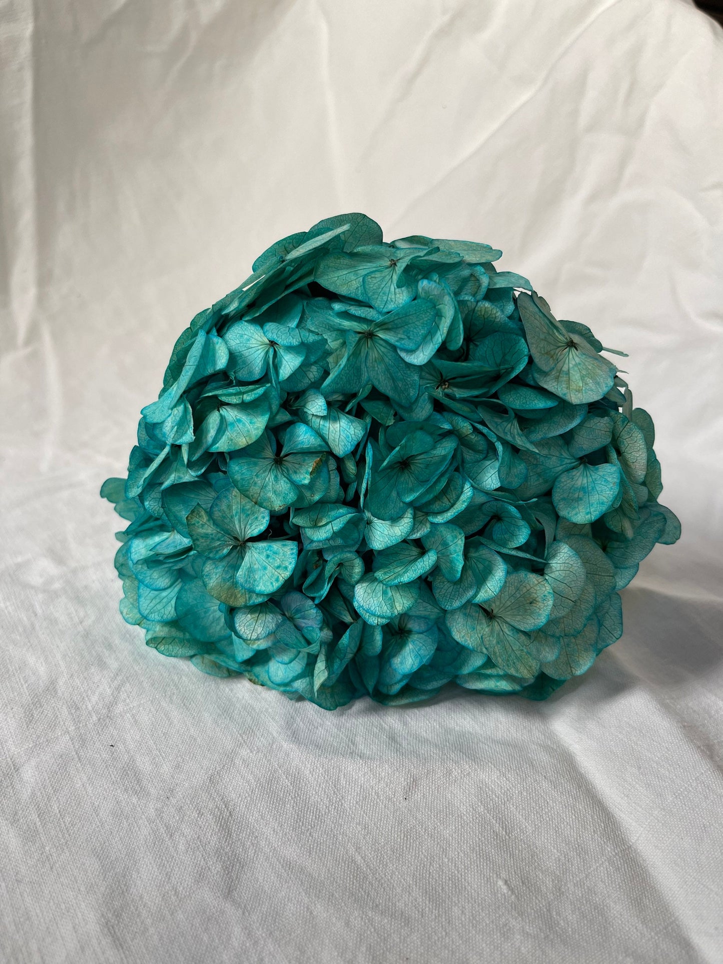 Big petal preserved hydrangea tiffany blue Diy resin, jewelery, home decoration