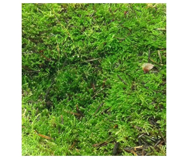 Preserved roche moss natural green - moss de roche, wall decor, wall moss, DIY tool
