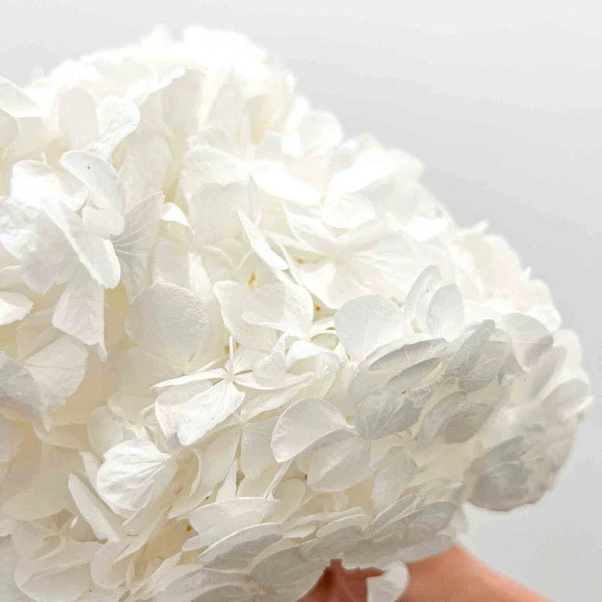 Premium quality - Big petal White Preserved hydrangea Verdissimo brand, bridal flower, Hortensia pure blanc, jewellery resin DIY tool