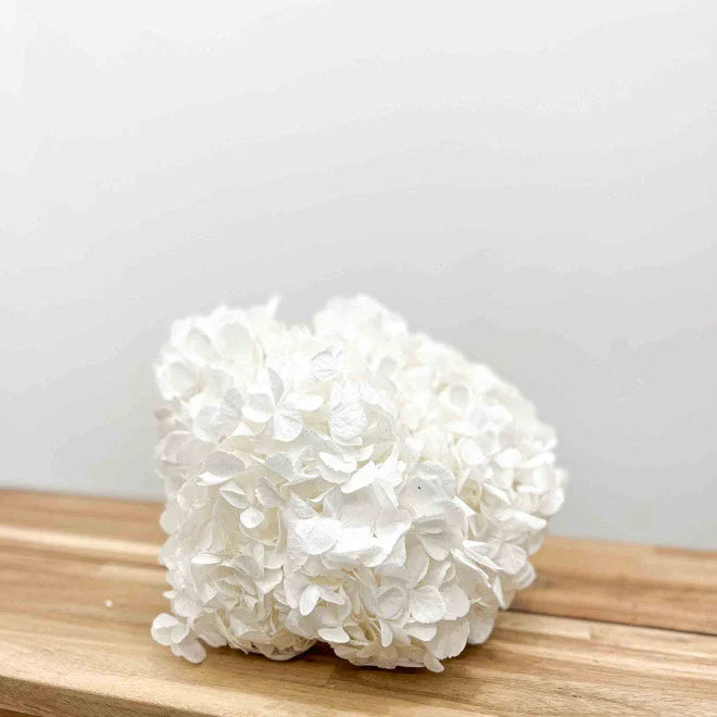 Premium quality - Big petal White Preserved hydrangea Verdissimo brand, bridal flower, Hortensia pure blanc, jewellery resin DIY tool