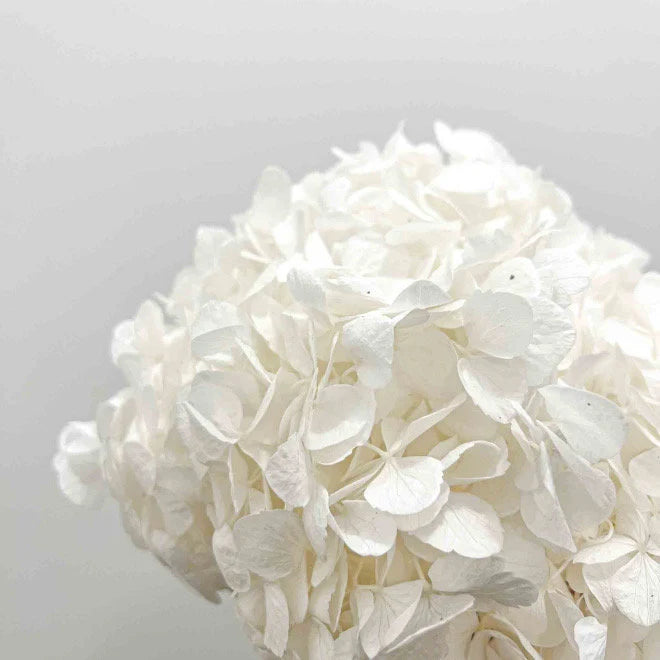 Premium quality - Big petal White Preserved hydrangea Verdissimo brand, bridal flower, Hortensia pure blanc, jewellery resin DIY tool