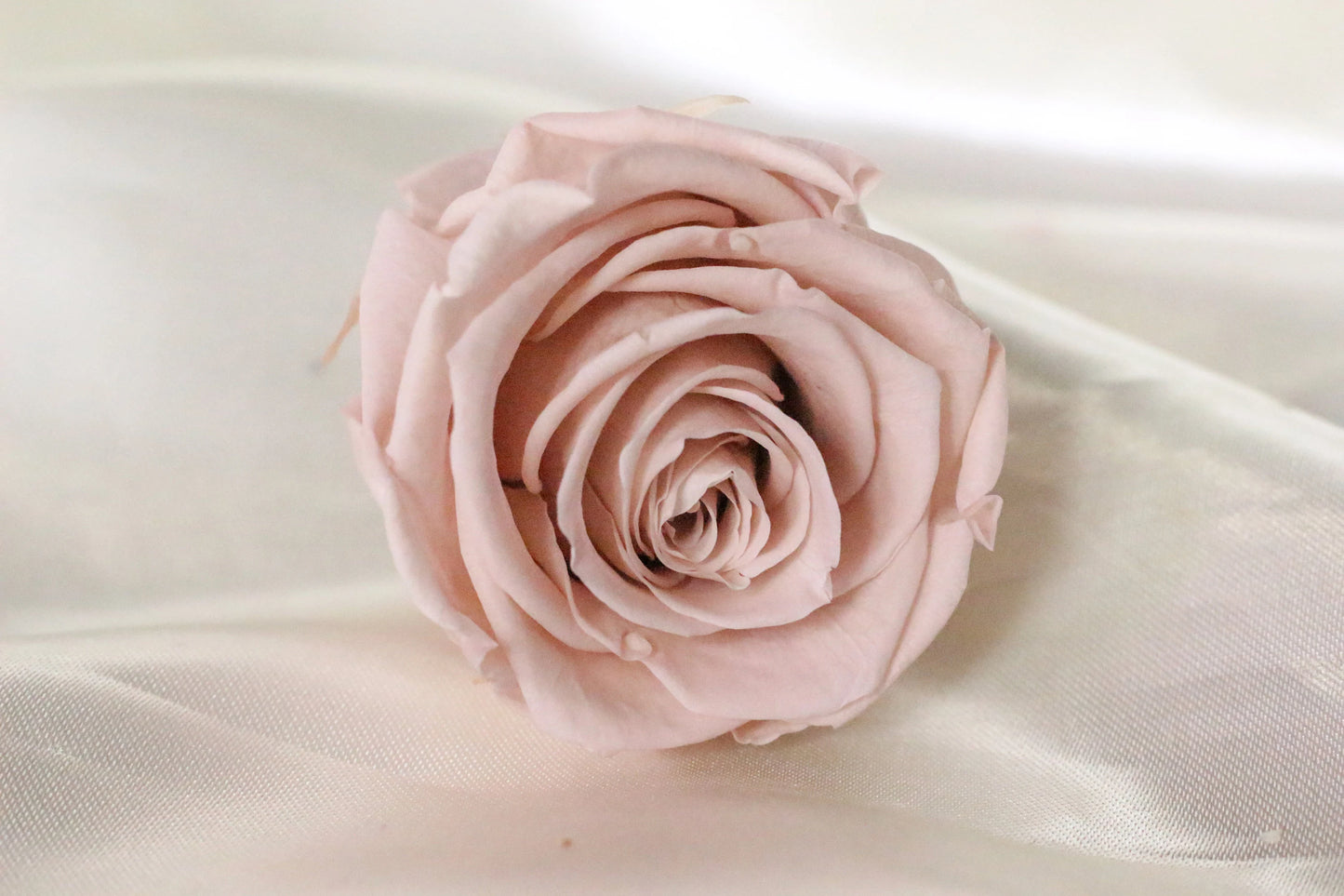 Pack of 8 size M Preserved Kiara rose vintage pink, rose stabilise, decoration de mariage