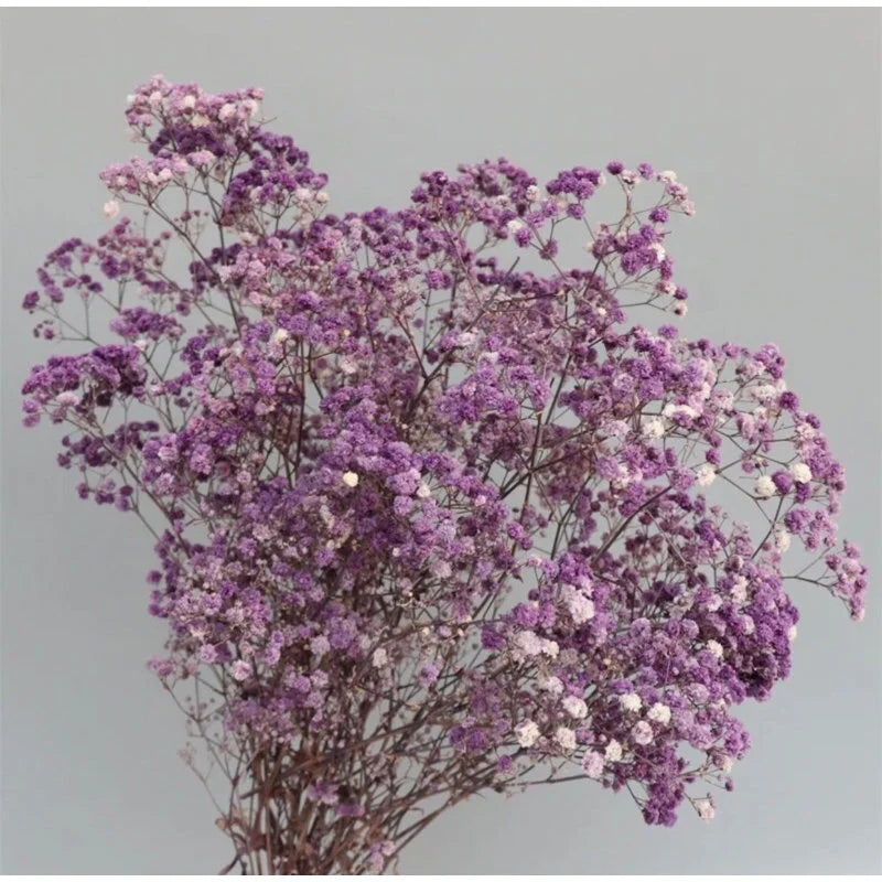 Baby breath preserved, gypsophila stabilise light purple baby breath, 100g per bunch