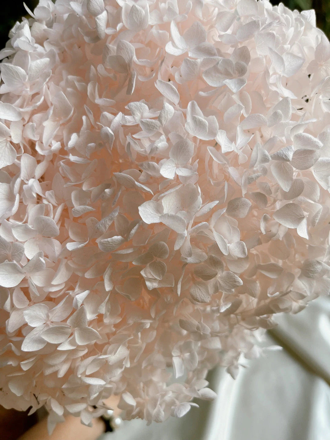 Preserved hydrangea light link, sakura pink gradient D20-22cm, hortensia rose pale, decoration de mariage