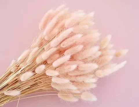 Lagurus  poudre pink mauve, queue de lapin séché, mini pampas, dried flower