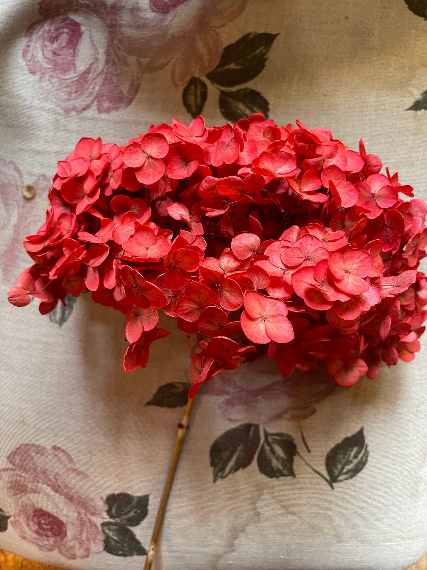 Preserved hydrangea neon Red color, horstensia preservé, stabilisé, diametre 20cm