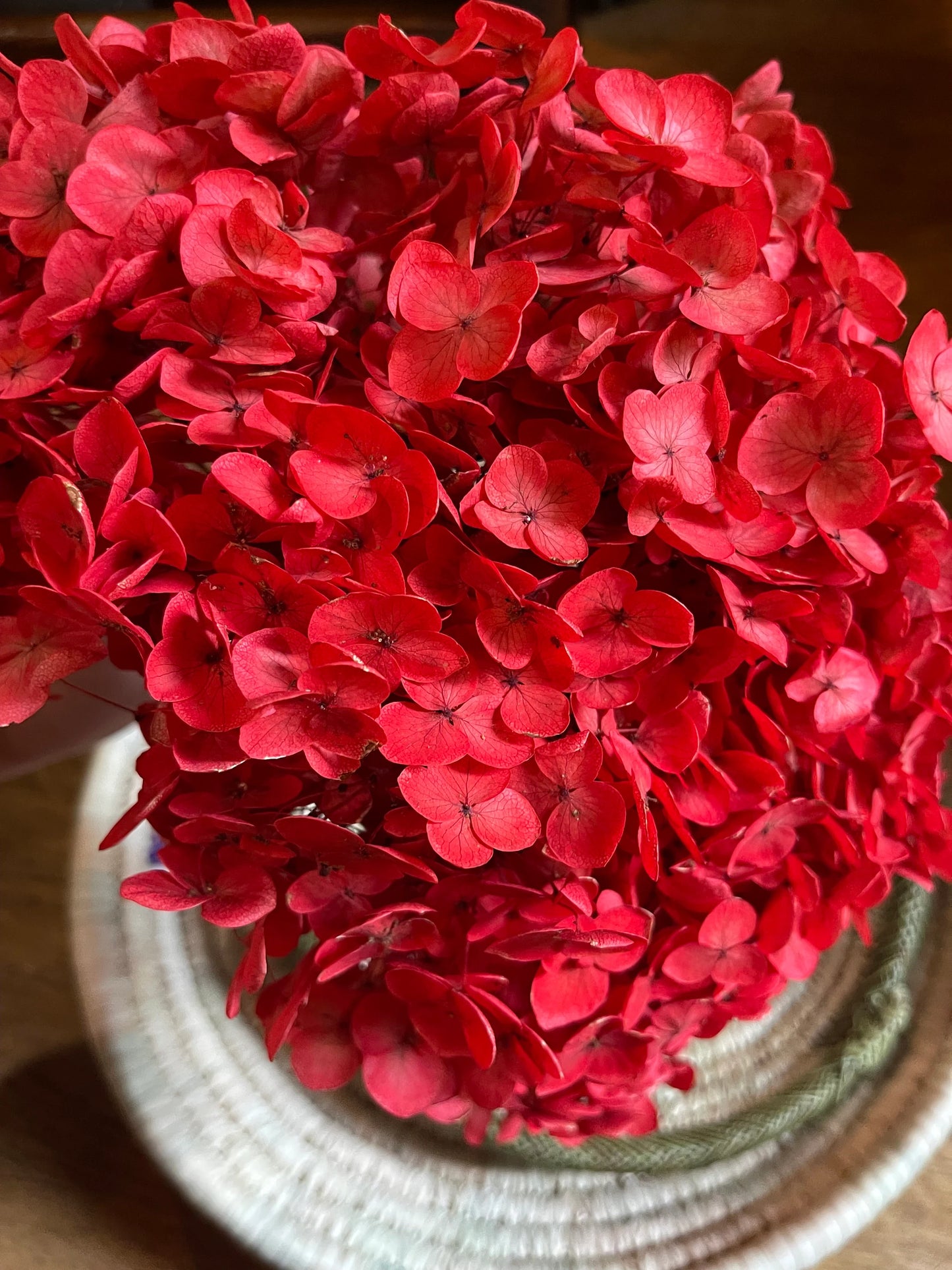 Preserved hydrangea neon Red color, horstensia preservé, stabilisé, diametre 20cm