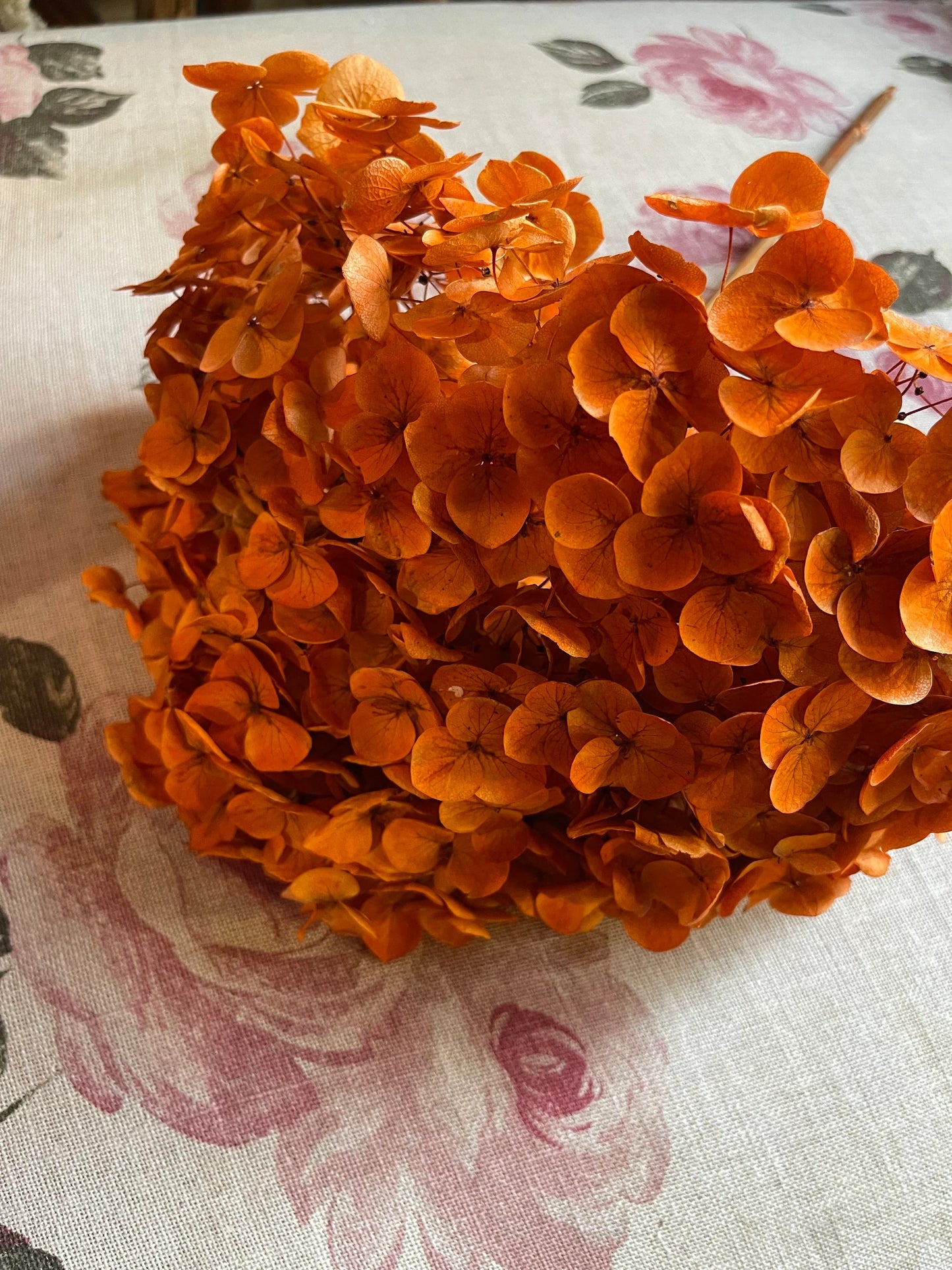 Preserved hydrangea Neon orange D20cm-22cm, hortensia, decoration de mariage