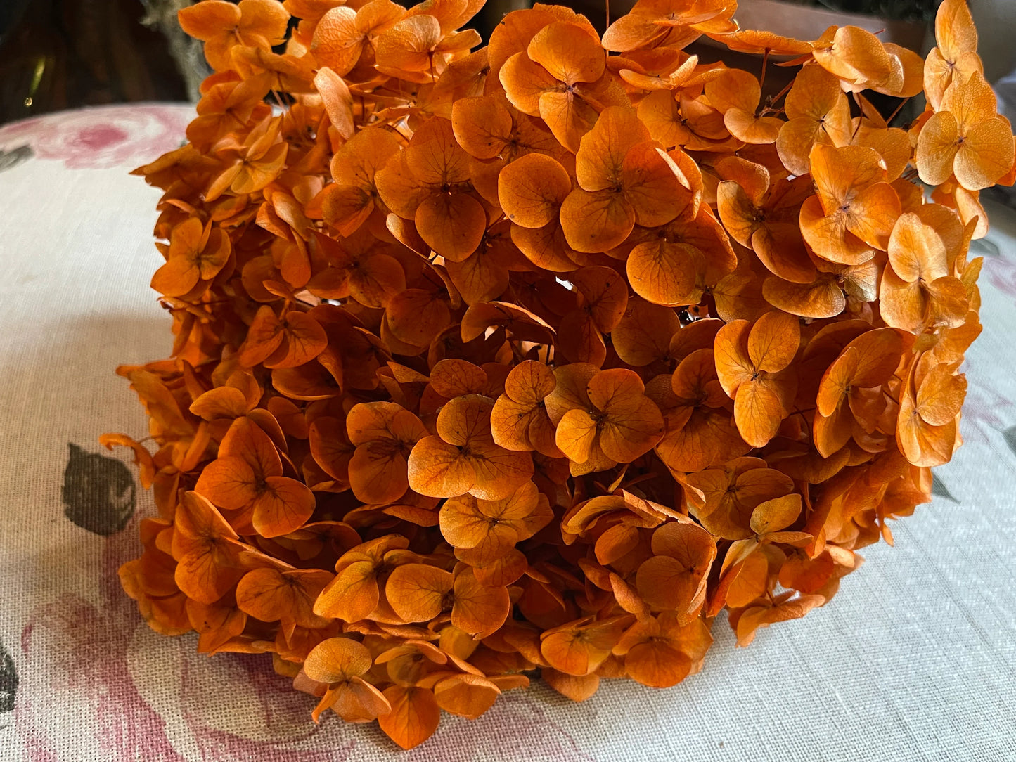 Preserved hydrangea Neon orange D20cm-22cm, hortensia, decoration de mariage