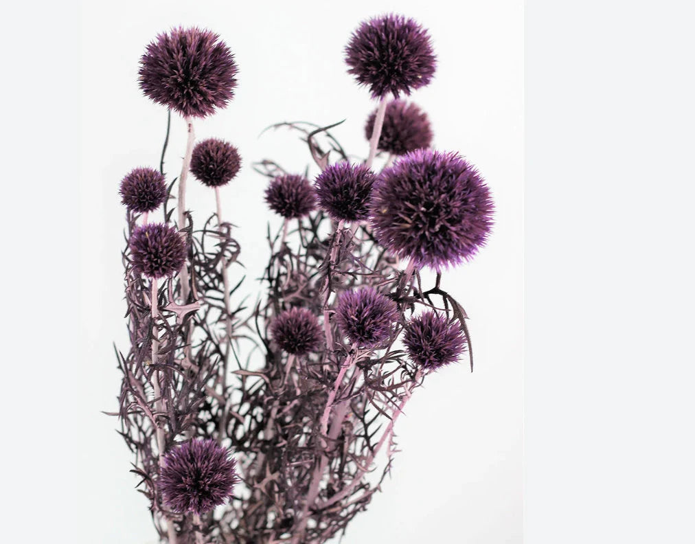 Preserved Purple Thistle 10 stems per bunch- home decoration