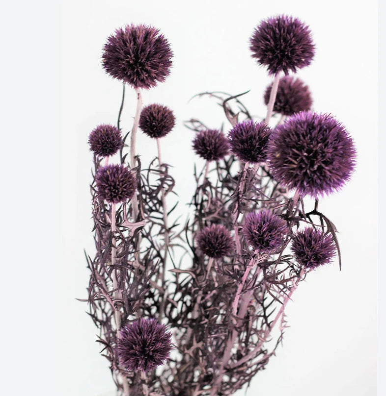 Preserved Purple Thistle 10 stems per bunch- home decoration