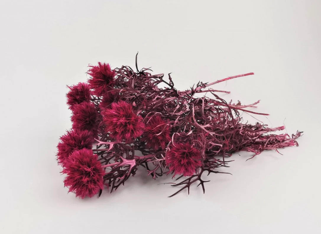 Preserved fuchsia Thistle 10 stems per bunch- home decoration