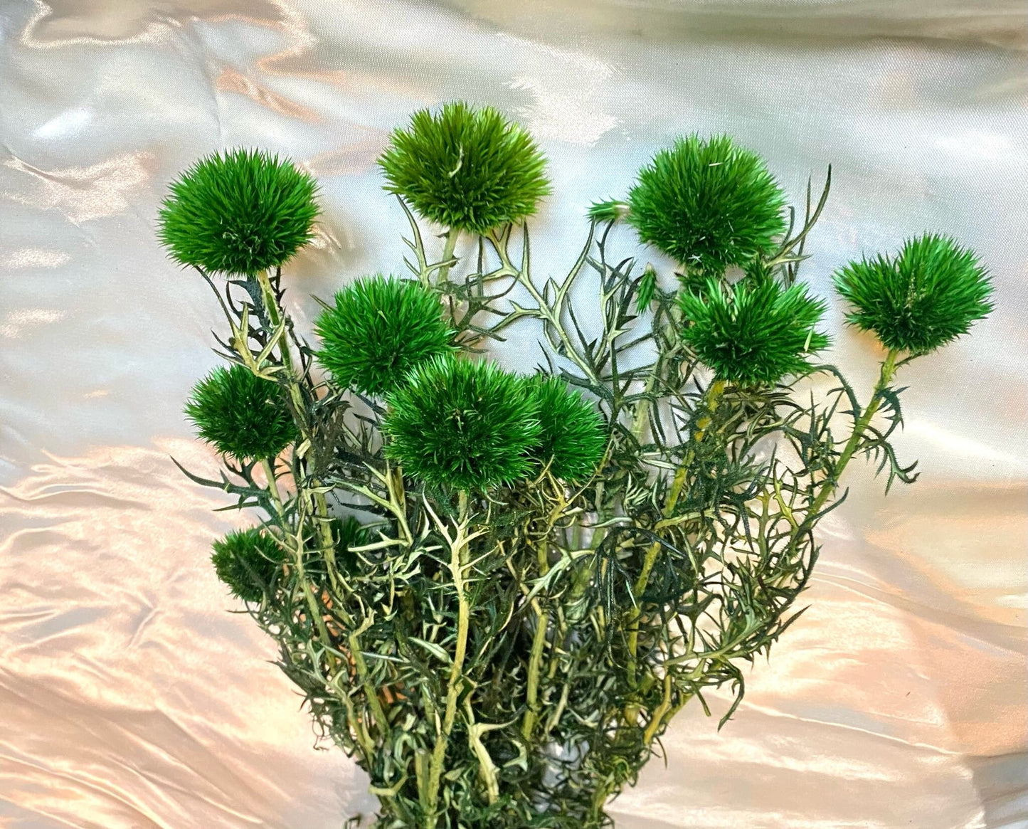 Preserved green Thistle 10 stems per bunch- home decoration