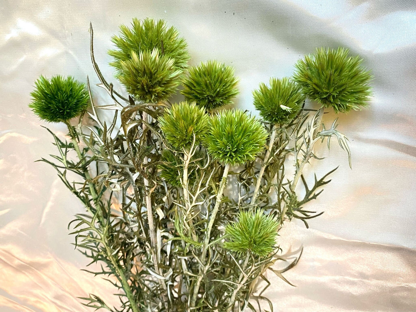 Preserved light green Thistle 10 stems per bunch- home decoration