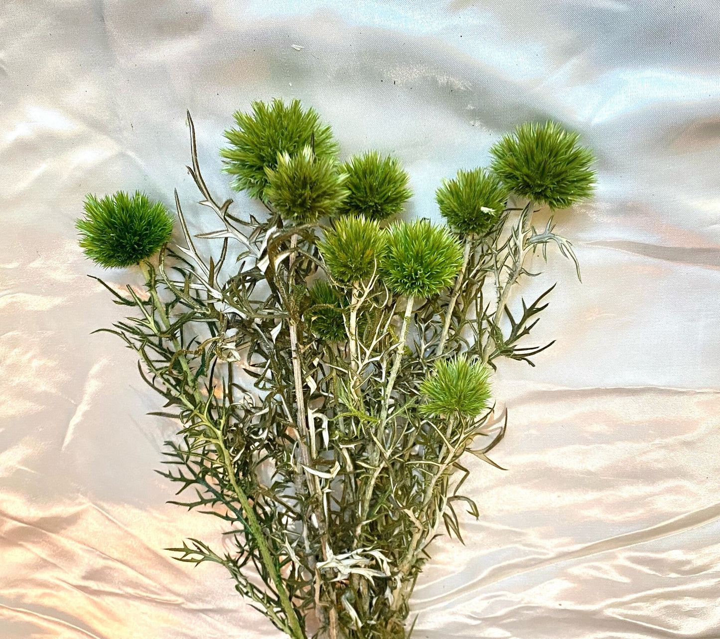 Preserved light green Thistle 10 stems per bunch- home decoration