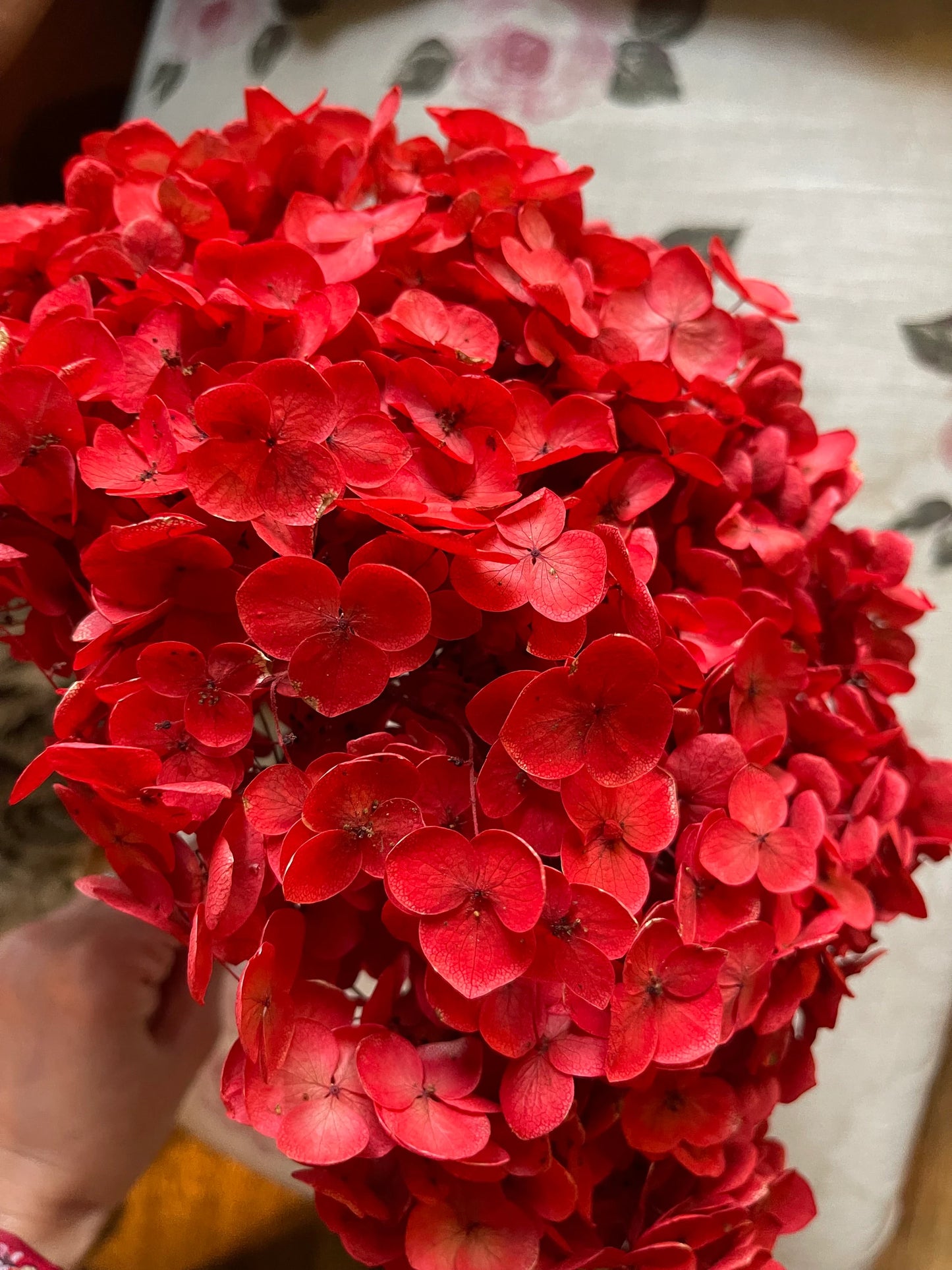 Preserved hydrangea neon Red color, horstensia preservé, stabilisé, diametre 20cm