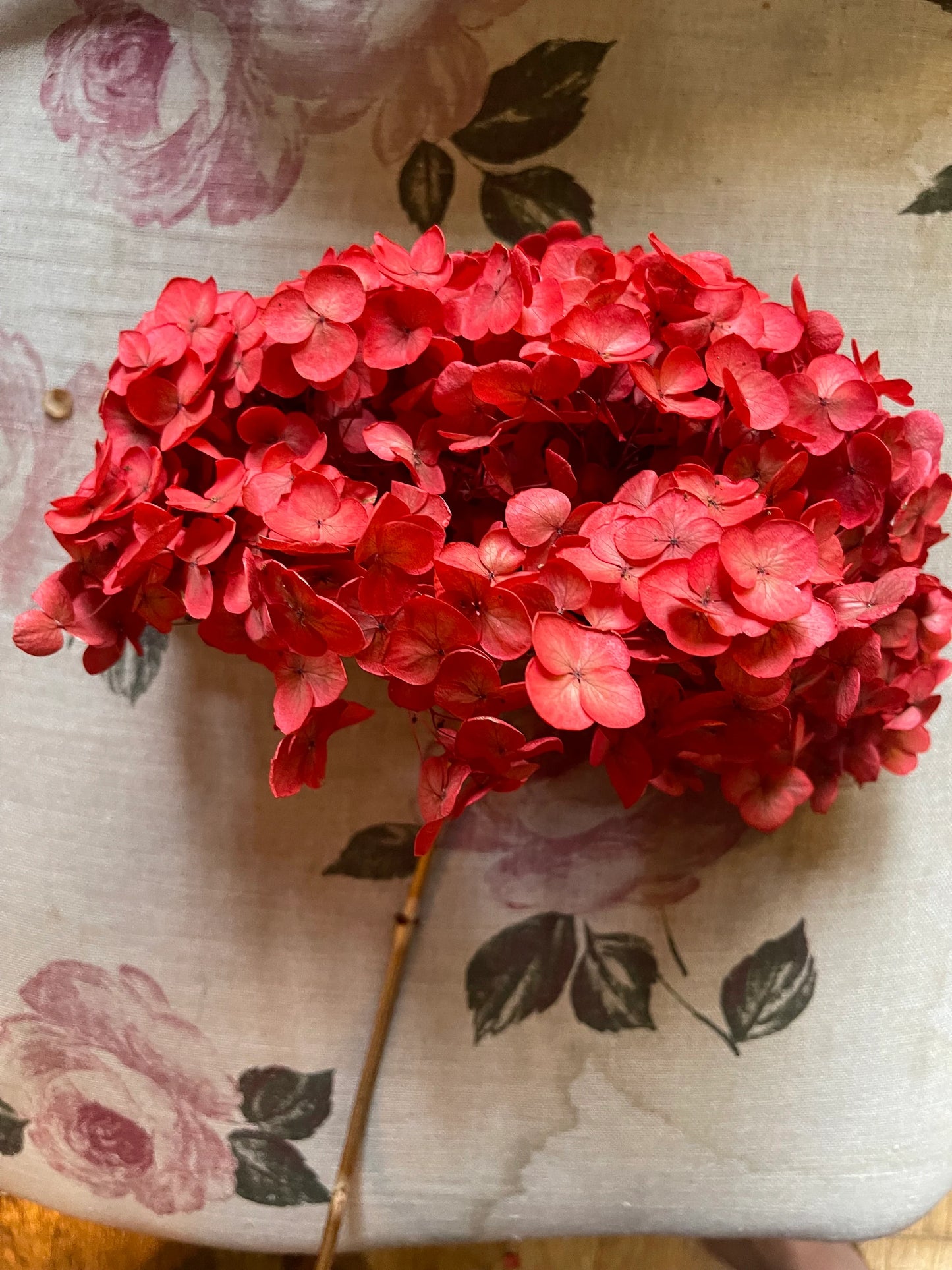 Preserved hydrangea neon Red color, horstensia preservé, stabilisé, diametre 20cm