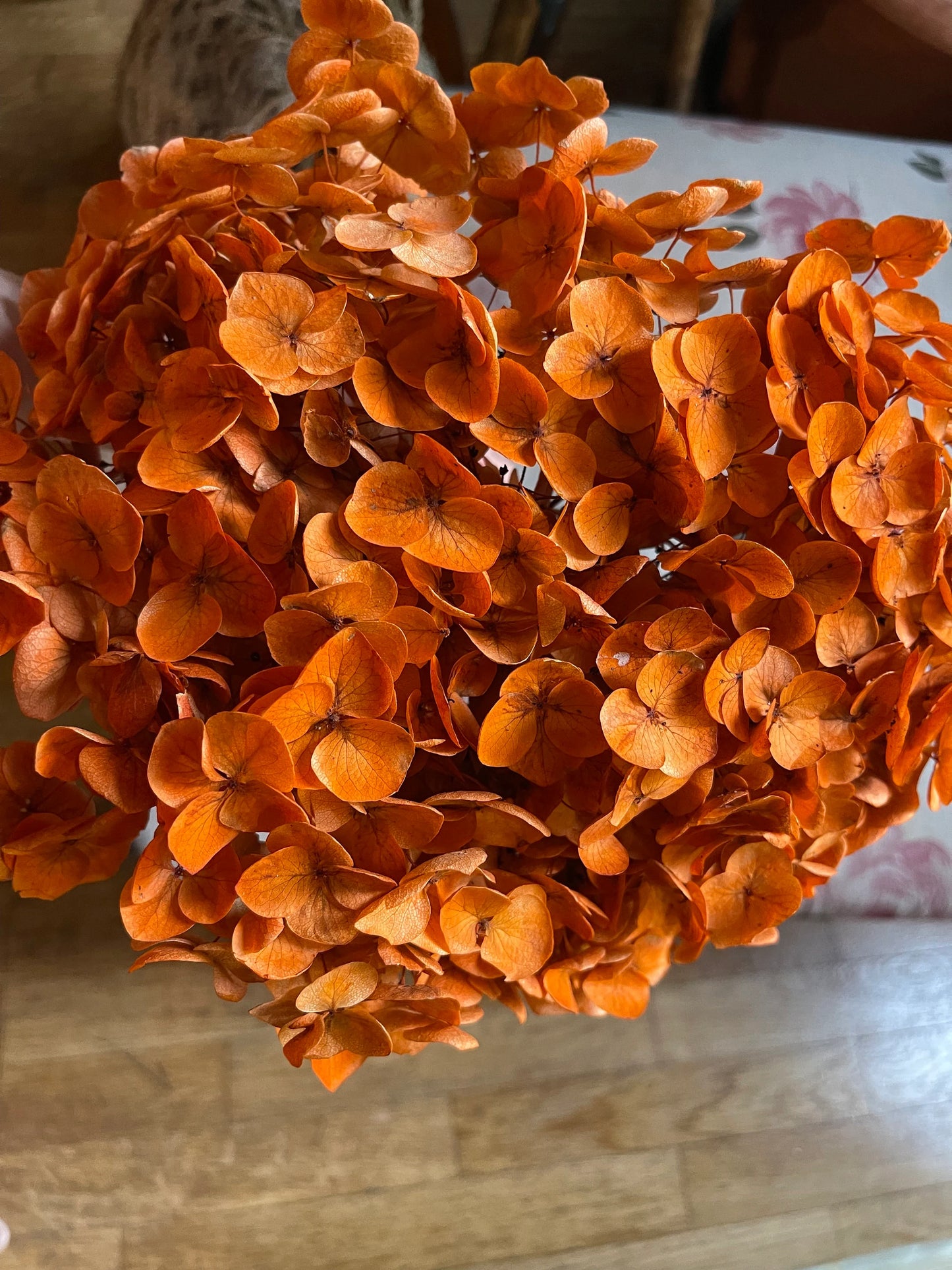 Preserved hydrangea Neon orange D20cm-22cm, hortensia, decoration de mariage