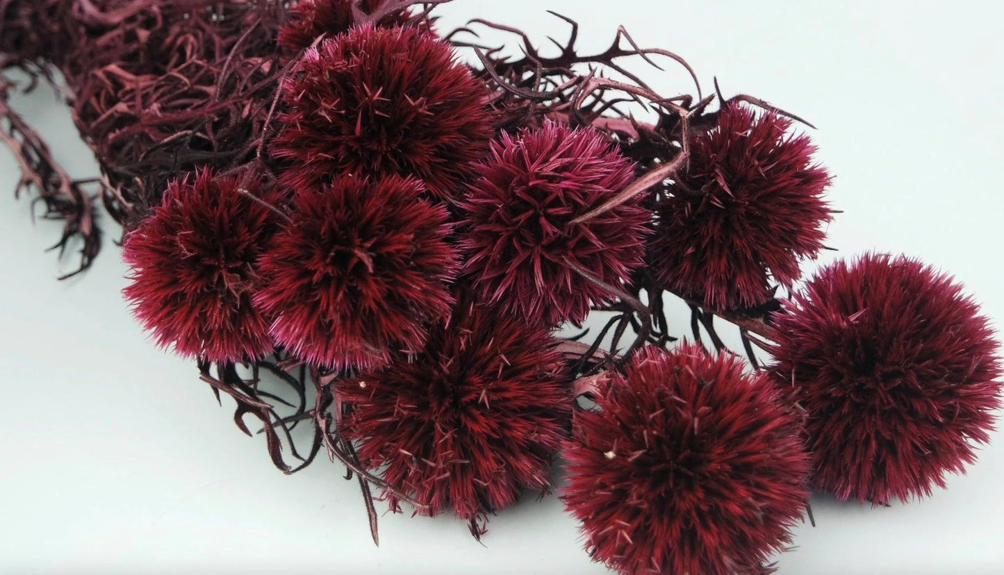 Preserved fuchsia Thistle 10 stems per bunch- home decoration