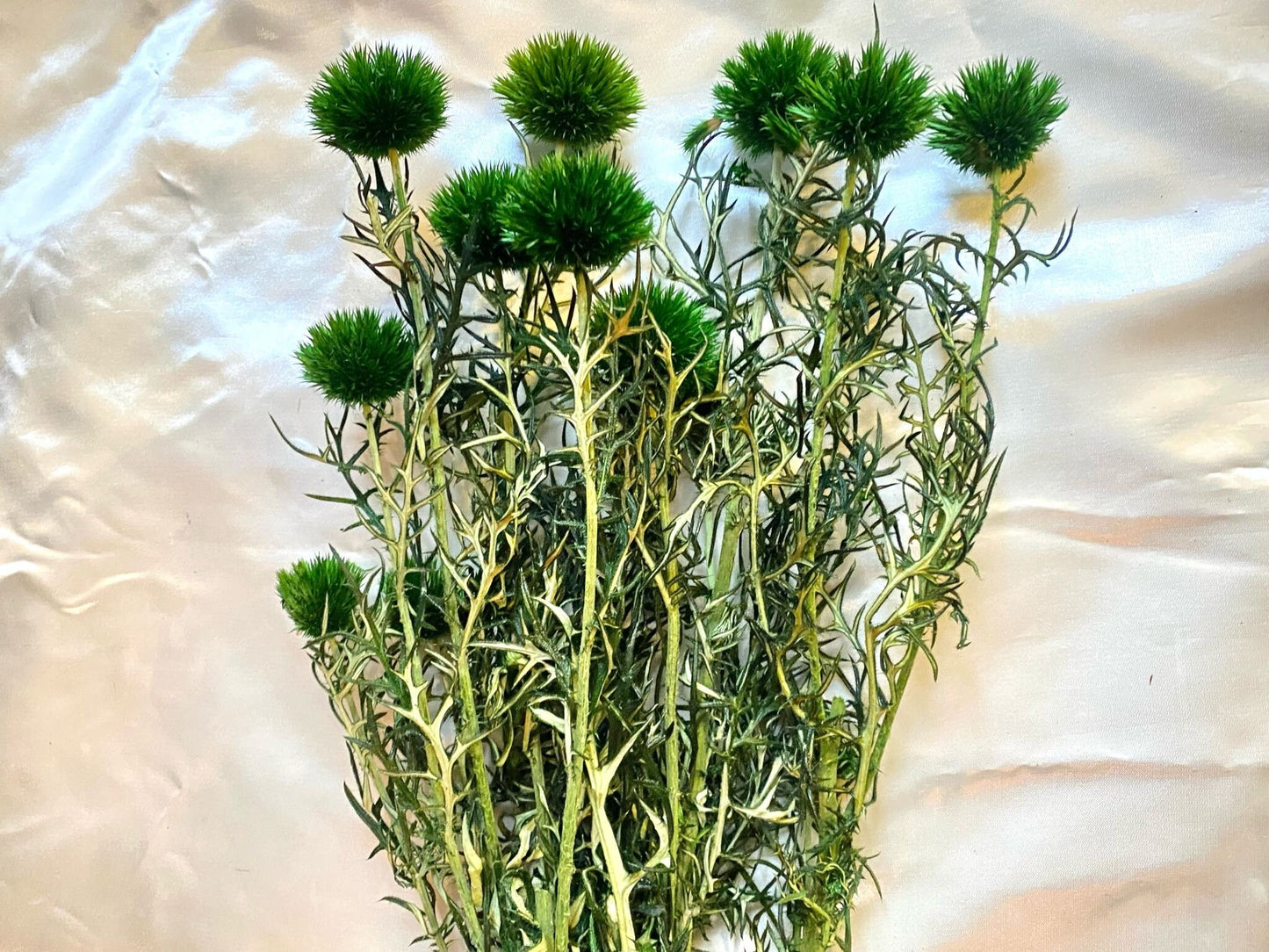 Preserved green Thistle 10 stems per bunch- home decoration