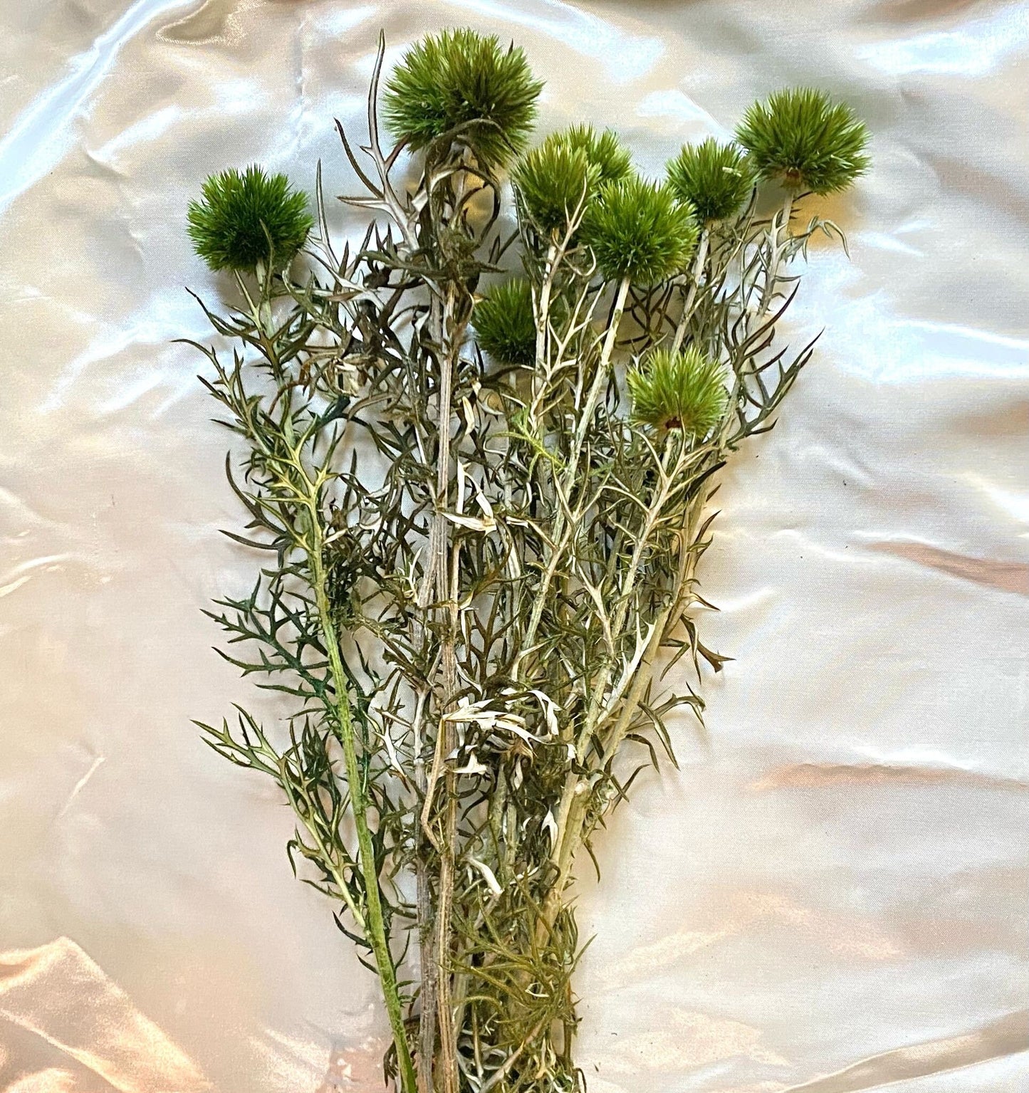 Preserved light green Thistle 10 stems per bunch- home decoration