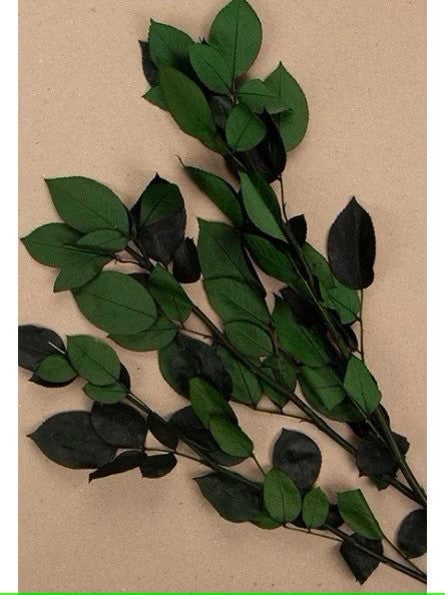 Pack of 5 tige de rose naturelle stabilisée 50-60cm - Preseved rose branch with leave - Diy/ craft tool