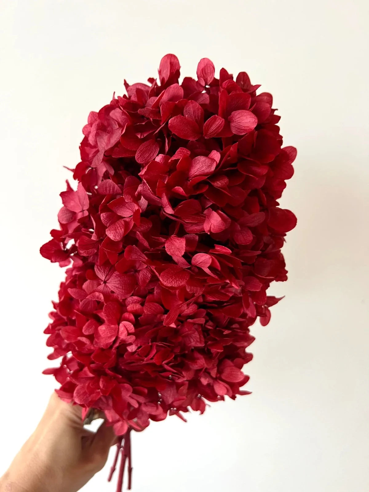 Preserved Hydrangea paniculata berry red, jewelry tool, Resin DIY,  home decoration