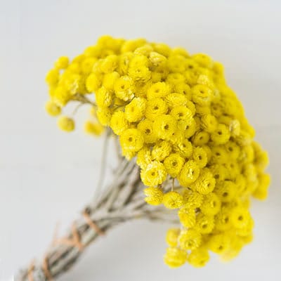 Bouquet Immortelle , immortelle de corse, immortelle du var helychrisium, Occitance yellow flower