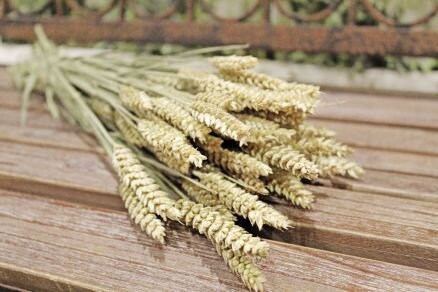 Dried wheat bunch, ble, bouquet, home decor 120g 60 branches