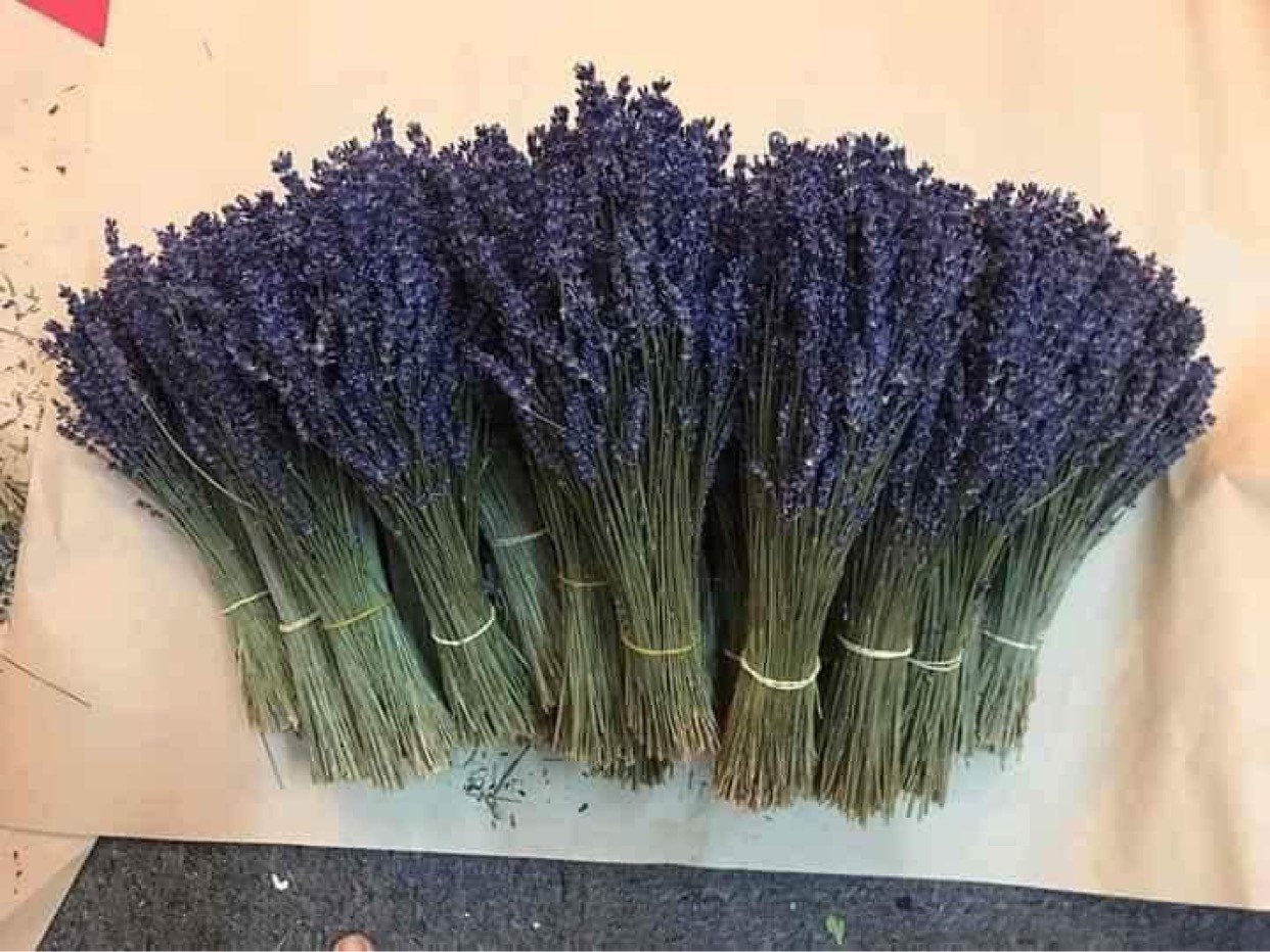 5 x lavande bunch wholesale price, true French lavender