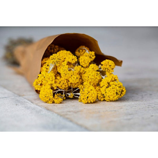 Sanfordi yellow, golden cluster bunch, dried flower decoration