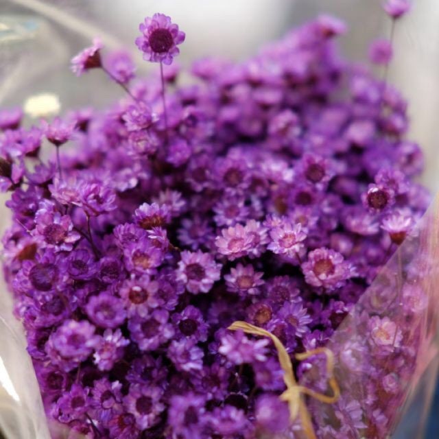 Glixia lilac 70g, star flower, immortelle brezil