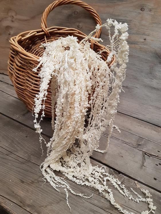 Hanging Preserved Amaranthus cream bleached- 6 -7 stems/ wall decoration, preserved foliage
