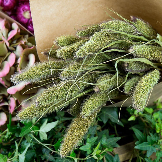 Foxtail natural grass, dried setaria grass