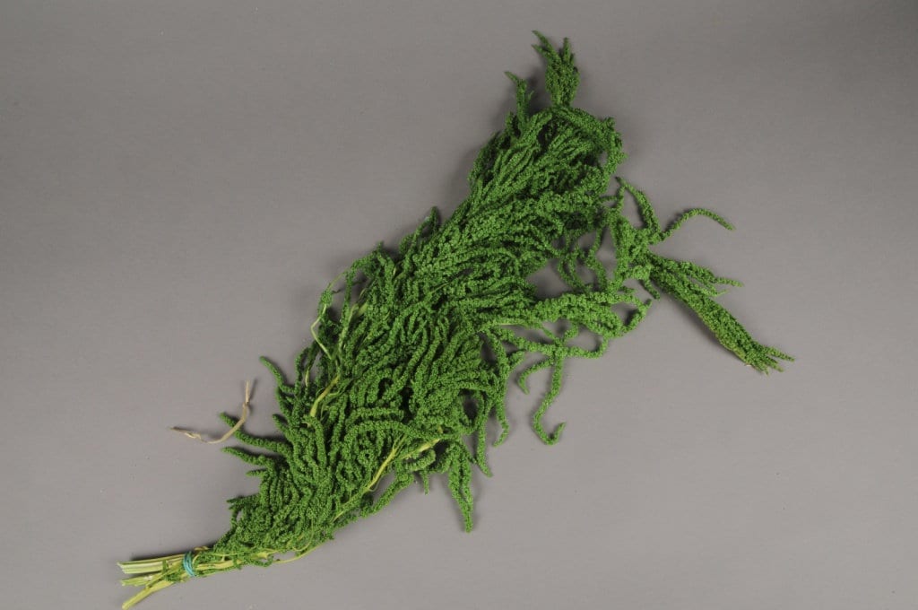 Hanging Amaranthus lime green - 6 -7 stems/ Preserved Wedding flower decor Living walls,