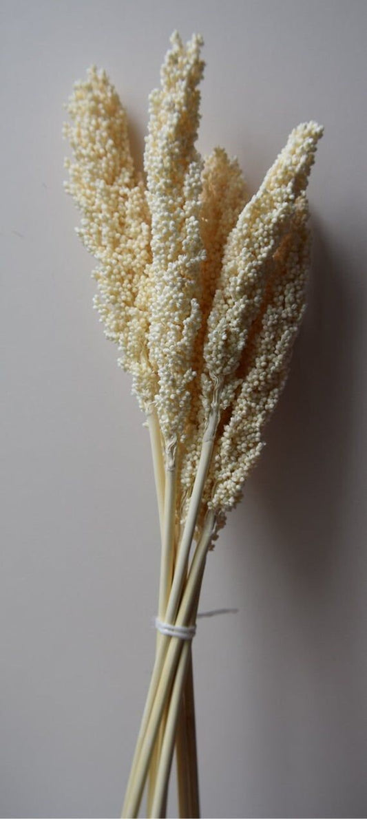 Sorghum dried gras, great millet bleached, ivory color