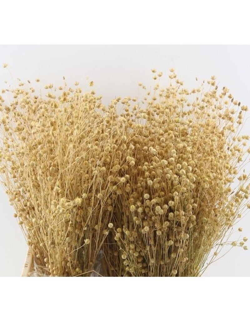 Bleached flax linum 100g per bunch, linum grass, interior decoration