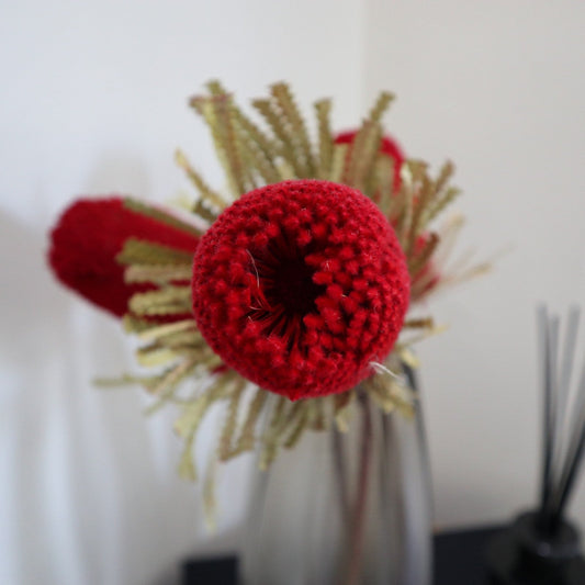 x1 Banksia red dried, australian exotic flower, décoration, red flower