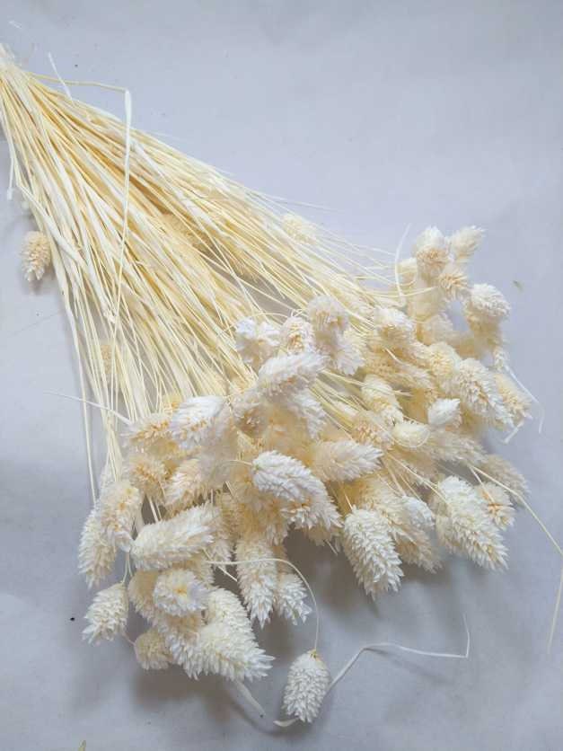 Phalaris bleached bunch, canary grass, 100g