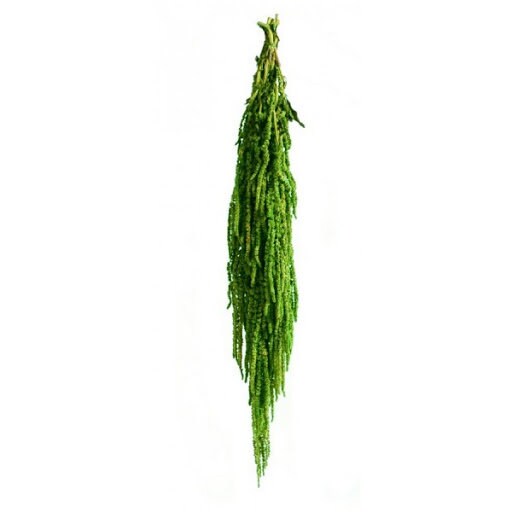 Hanging Amaranthus lime green - 6 -7 stems/ Preserved Wedding flower decor Living walls,