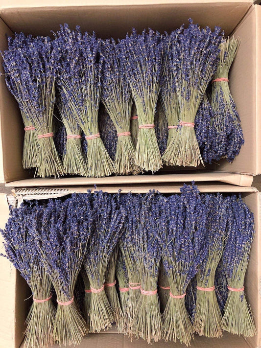 Wholesales Case of Provencial French true lavender, lavendula super blue from South of France