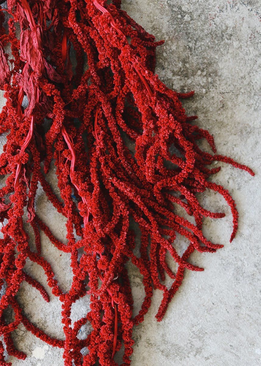 Hanging amaranthus red color - 6 -7 stems/ preserved flower, amaranthe preserve, wall decoration, home decor Length 70- 100cm