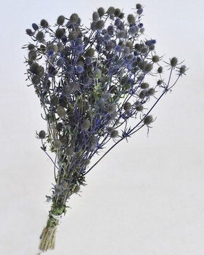 Mini echinop, dried eryngium, donglyflower, mini thistle natural 100G