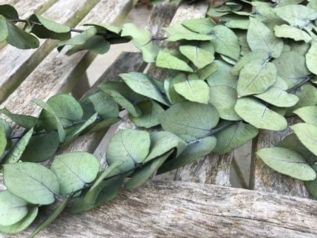 Preserved eucalytus green natural color 100-120g/ bunch