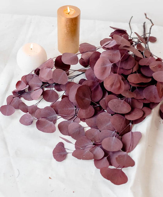 Preserved eucalytus populus burgundy 100-120g/bunch